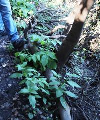 Pittosporum undulatum