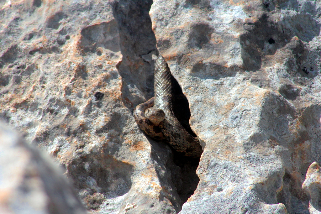 Coin-marked Snake