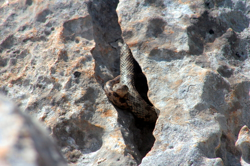 Coin-marked Snake