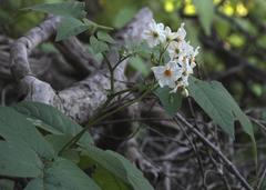 Solanum maglia