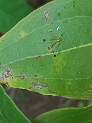 Amblypsilopus zonatus