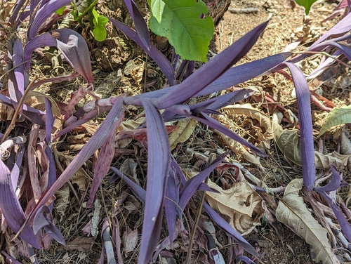 Tradescantia image