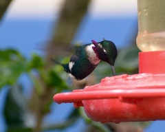 Chaetocercus heliodor