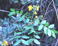 Senna stipulacea