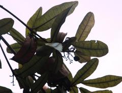 Aextoxicon punctatum