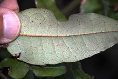 Aextoxicon punctatum