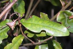 Aextoxicon punctatum