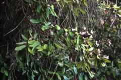 Aextoxicon punctatum