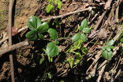 Lardizabala biternata