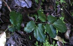 Lardizabala biternata