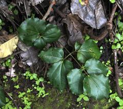 Lardizabala biternata