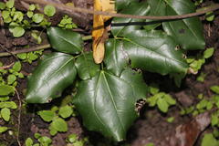 Lardizabala biternata