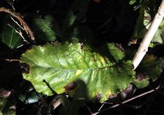 Acrisione denticulata