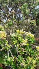 Linochilus rosmarinifolius