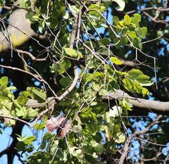 Cryptocarya alba