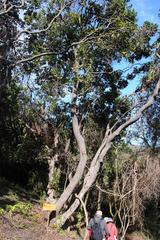 Cryptocarya alba
