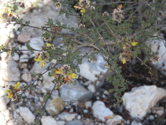 Dalea lutea