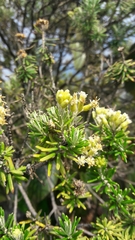 Linochilus rosmarinifolius