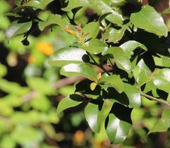Cryptocarya alba