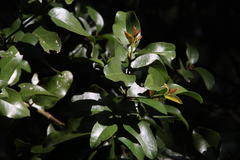 Cryptocarya alba