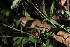 Beilschmiedia miersii