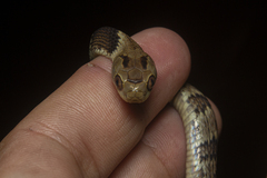 Sauvage's Snail-Eater photo 2