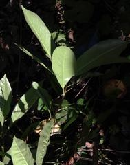 Beilschmiedia miersii