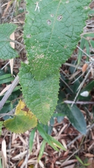 Munnozia senecionidis