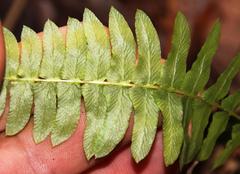 Blechnum hastatum