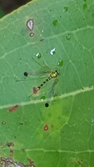 Amblypsilopus zonatus