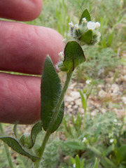 Plagiobothrys arizonicus