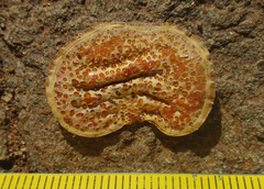 Colophospermum mopane image