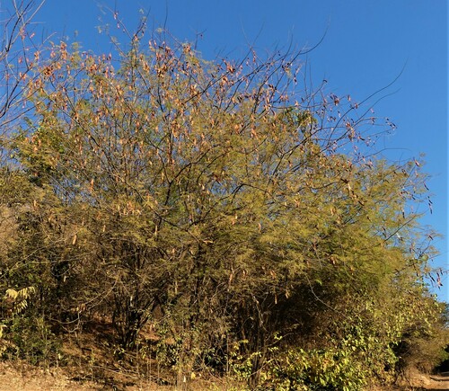 Albizia brevifolia image