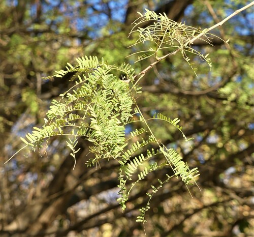 Albizia brevifolia image