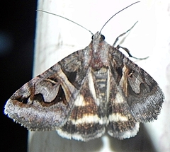Drasteria grandirena