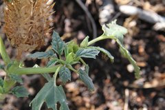 Datura stramonium