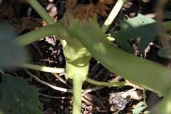Datura stramonium