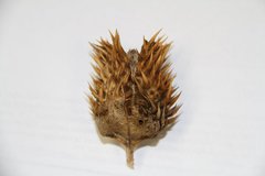 Datura stramonium