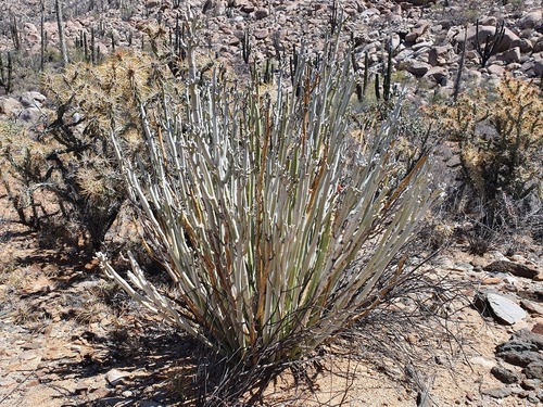Euphorbia lomelii