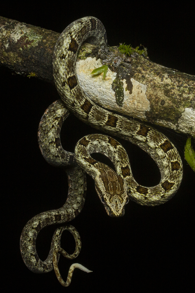 Serra Snake