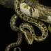 Serra Snake - Photo (c) Henry Miller Alexandre, some rights reserved (CC BY-NC), uploaded by Henry Miller Alexandre