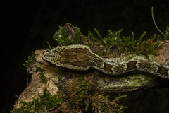 Serra Snake photo 3