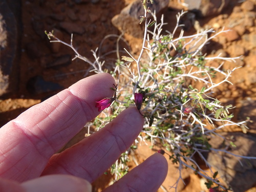 Image of Hermannia spinosa by (c) Shaun Swanepoel, some rights reserved (CC BY)