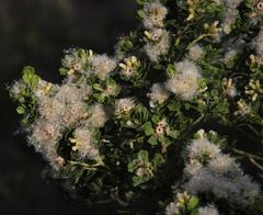 Baccharis vernalis