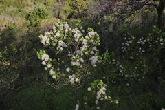 Baccharis vernalis