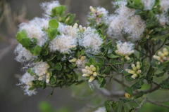 Baccharis vernalis