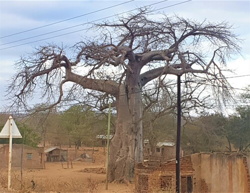 African baobab