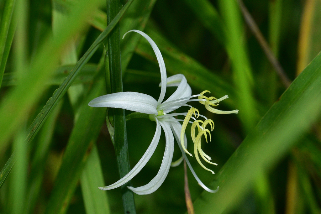 Diuranthera