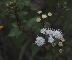 Ageratina glechonophylla