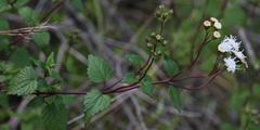 Ageratina glechonophylla
